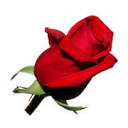 Flowers Fast.com-Send Flowers Same Day Delivery